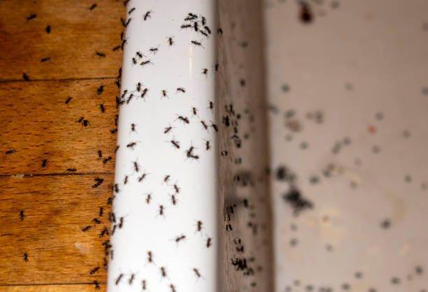 Best Flea Control Services  in Wrens, GA