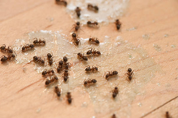 Best Pest Control for Restaurants  in Wrens, GA
